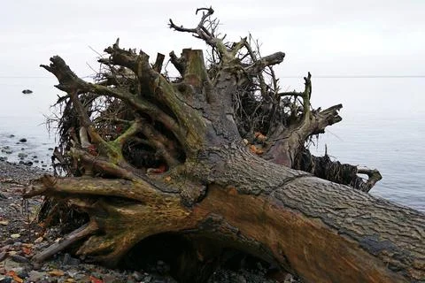 Tree trunk uprooted. Stock Photos