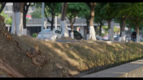 Tree Trunk in Urban Green Space with Background Movement for Mindfulness Use Stock Footage 328162940