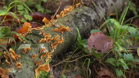 Tree trunk with vegetation on it lying on forest soil Stock Footage 59318312