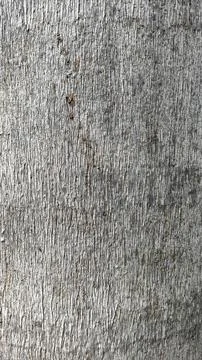 A tree trunk with a very rough texture wooden background wallpaper Stock Photos