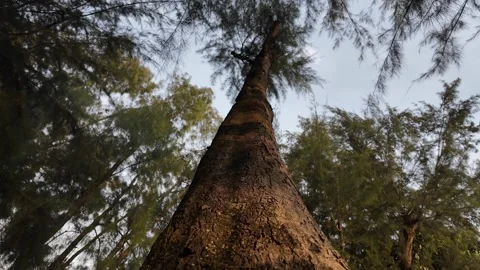 A tree with a trunk that is very tall 스톡 동영상 325831024