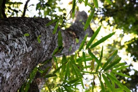 Tree trunk view from below with blurred perspective Stock Photos