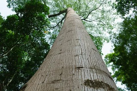 Tree trunk view from bottom to top on foliage Stock Photos