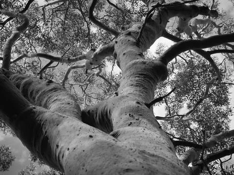 Tree Trunk View Foto stock