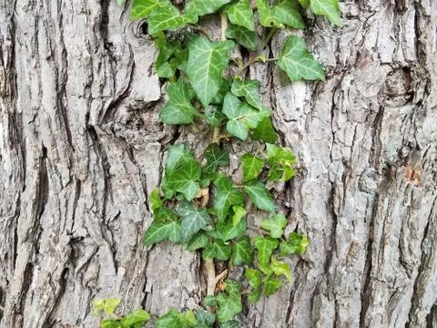 Tree trunk with vine Stock Photos