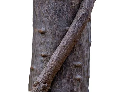 A tree trunk with a vine wrapped around it Stock-Fotos