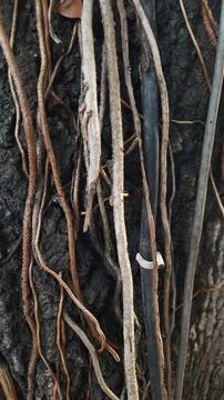 Tree Trunk with Vines and Roots. Natural Background Stock Photos