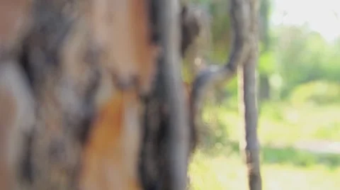 Tree Trunk With Vines and Slow Focus Video stock 62767056