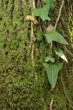 Tree trunk with vines Stock Photos