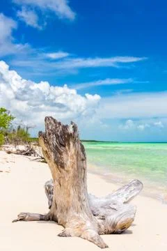 Tree trunk at a virgin beach with turquoise water in cuba Stock Photos