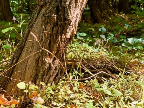 Tree trunk in warm light Stock Photos