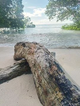 Tree trunk washed up on the beach Stock Photos