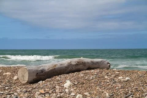 Tree trunk washed up on pebblebeach Stock Photos