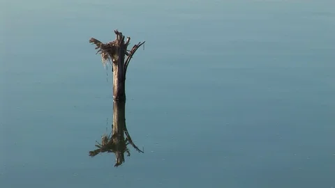 Tree Trunk In The Water Stock Footage 127920116