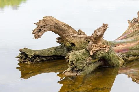 Tree trunk in water 스톡 사진
