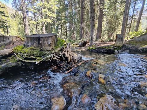 Tree trunk by the water Stock Photos