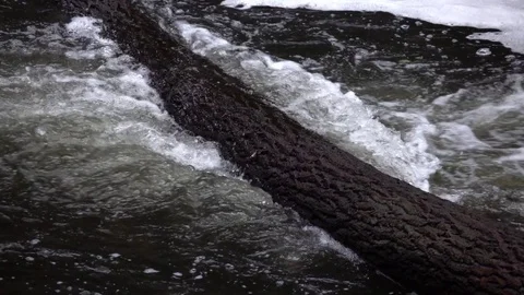 Tree trunk in the water of river Stock Footage 76966009