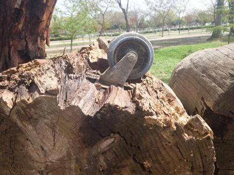 A Tree Trunk with a Wheel Connected Stock Photos