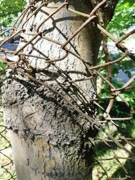 A tree trunk in which a metal grid has grown Stock Photos