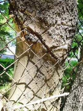 A tree trunk in which a metal grid has grown Foto stock