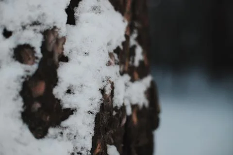 A tree trunk on which recently fallen snow has stuck. Stock Photos
