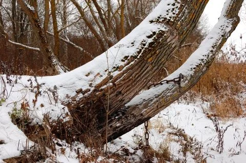 The tree trunk which is slightly covered with snow Stock Photos