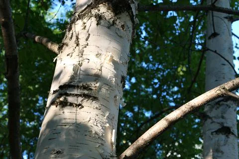 Tree trunk, white birch, large trunk. Stock Photos
