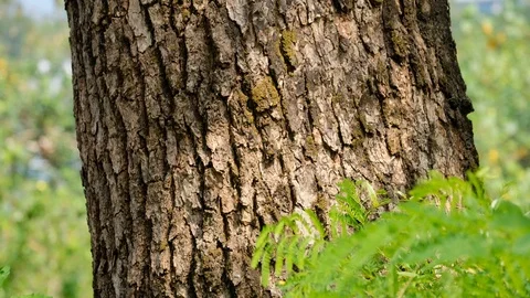 Tree trunk with White Popinac Leaf 库存影片 118597692