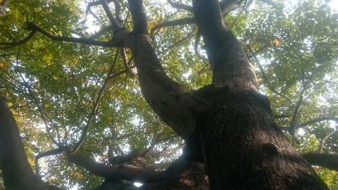 A tree trunk whose leaves are green and the sun's rays are covered in leaves. Stock Photos