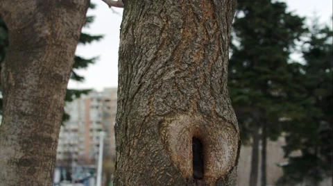 Tree Trunk In Winter, City, Park, Hollow, Snow, Tilt Down Stock-Footage 45676038