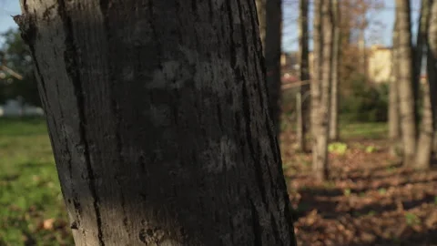 Tree trunk in winter 스톡 동영상 294704967