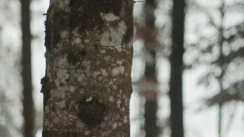 Tree trunk - Winter forest Stock Footage 165810377