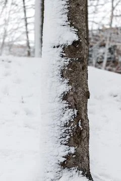 Tree trunk in winter with one side covered with snow Stock Photos
