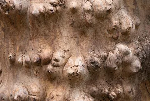 Tree trunk without bark bulges Stock Photos