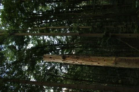 Tree trunk without bark in the forest Stock Photos