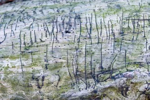 Tree trunk without bark gnawed through by wood worms with worm traces, backgr Stock Photos