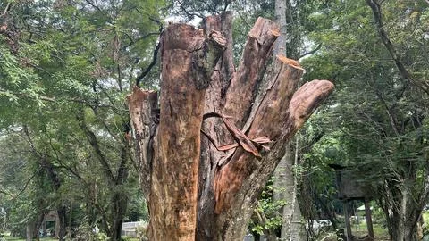 Tree trunk without leaves and fruit Stock Photos