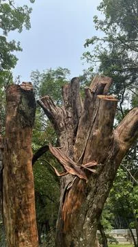 Tree trunk without leaves and fruit Stock Photos