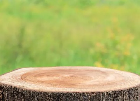 Tree trunk wood Podium display for food and products on nature background. Stock Photos