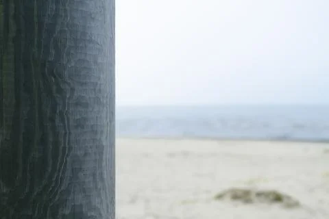Tree trunk with wood texture background seaside view. Stock Photos