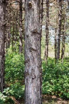 Tree Trunk In The Woods. For Copy Space, Arrows ,Signs, Signposts and Directions Stock Photos