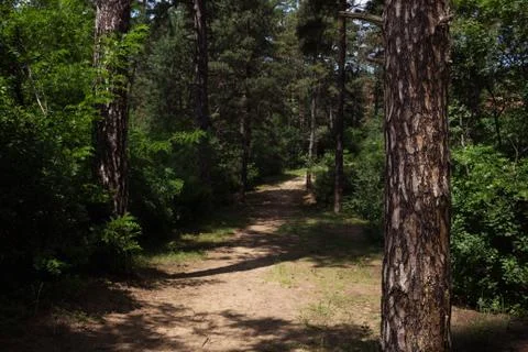 Tree Trunk In The Woods. For Copy Space, Arrows ,Signs, Signposts and Directions Stock Photos