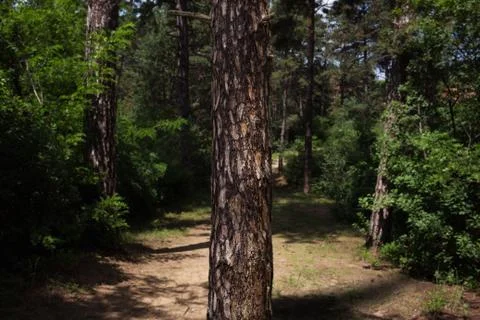 Tree Trunk In The Woods. For Copy Space, Arrows ,Signs, Signposts and Directions Stock Photos