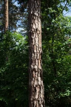 Tree Trunk In The Woods. For Copy Space, Arrows ,Signs, Signposts and Directions Stock Photos
