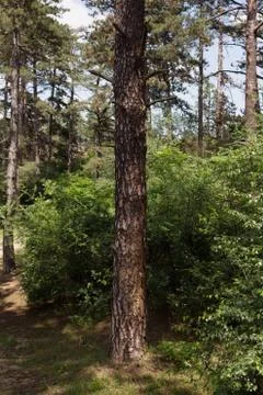 Tree Trunk In The Woods. For Copy Space, Arrows ,Signs, Signposts and Directions Stock Photos