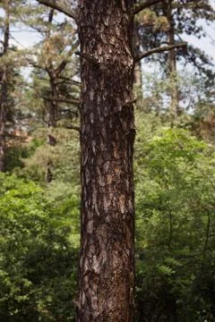 Tree Trunk In The Woods. For Copy Space, Arrows ,Signs, Signposts and Directions Foto stock