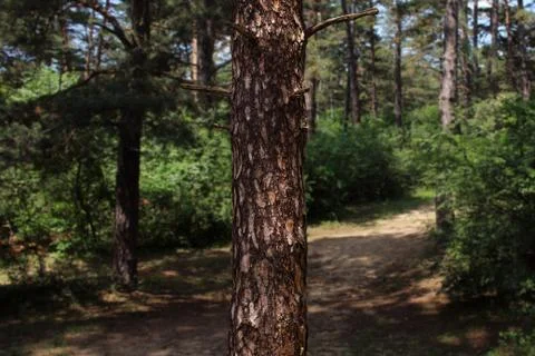 Tree Trunk In The Woods. For Copy Space, Arrows ,Signs, Signposts and Directions Stock Photos