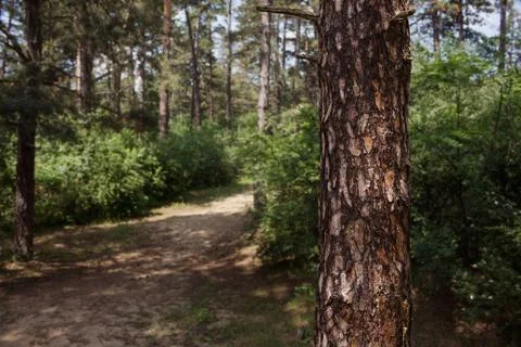 Tree Trunk In The Woods. For Copy Space, Arrows ,Signs, Signposts and Directions Stock Photos