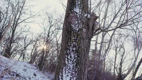 A tree trunk in woods Stock Footage 253296294