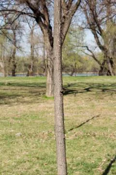 Tree trunk in the woods Stock Photos